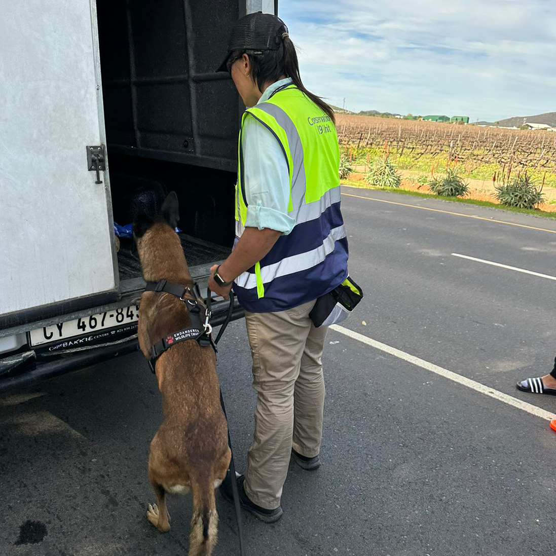 EWT Conservation Canines show their worth during police operations