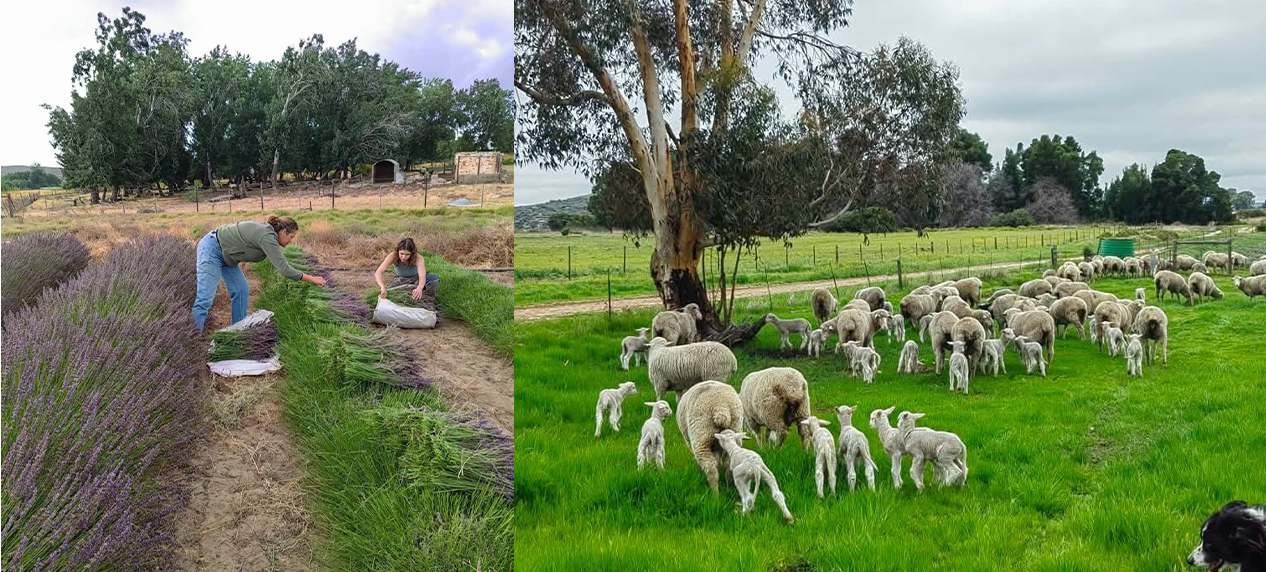Sustainable farming and biodiversity protection at Lokenburg farm