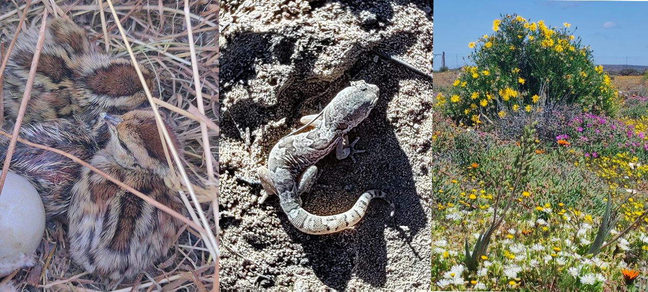 Succulent Karoo Biome biodiversity at Lokenburg Conservation Servitude