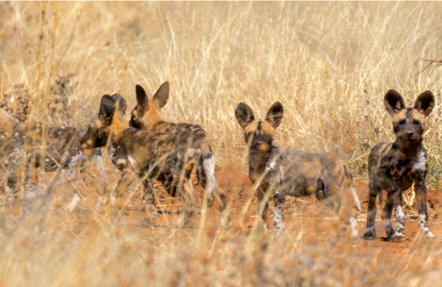 Tracking and releasing African Wild Dog pack in Namibia sanctuary