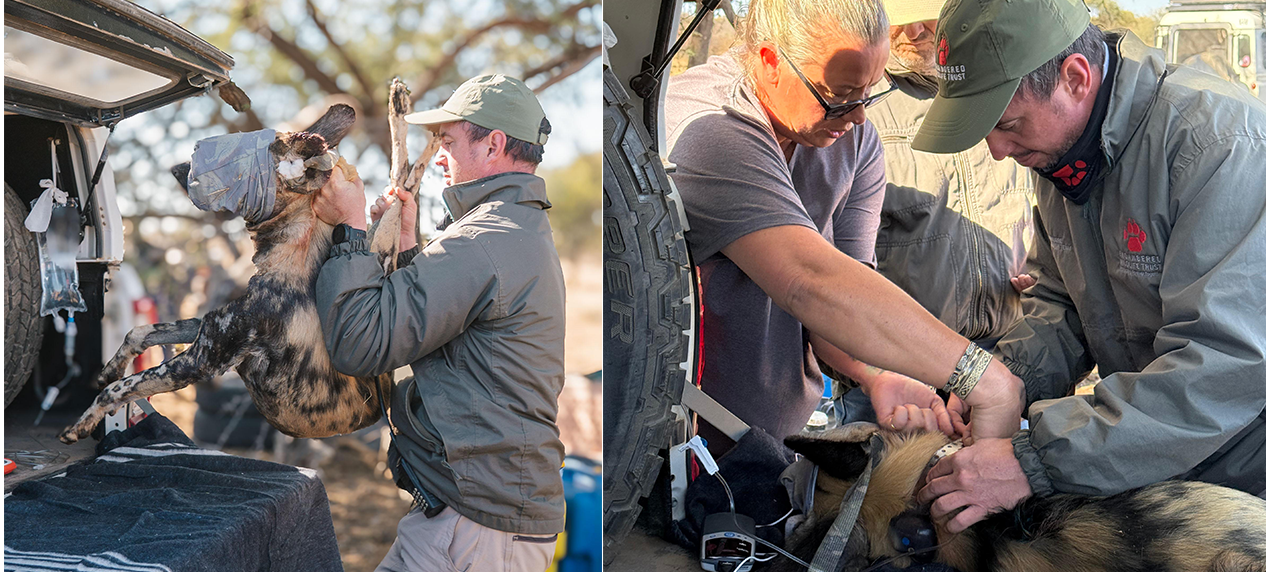 Wild Dog conservation mission in Namibia with veterinarians and volunteers