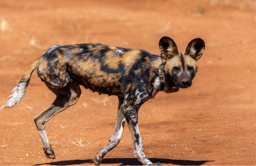 African Wild Dog rescue Namibia female and pups