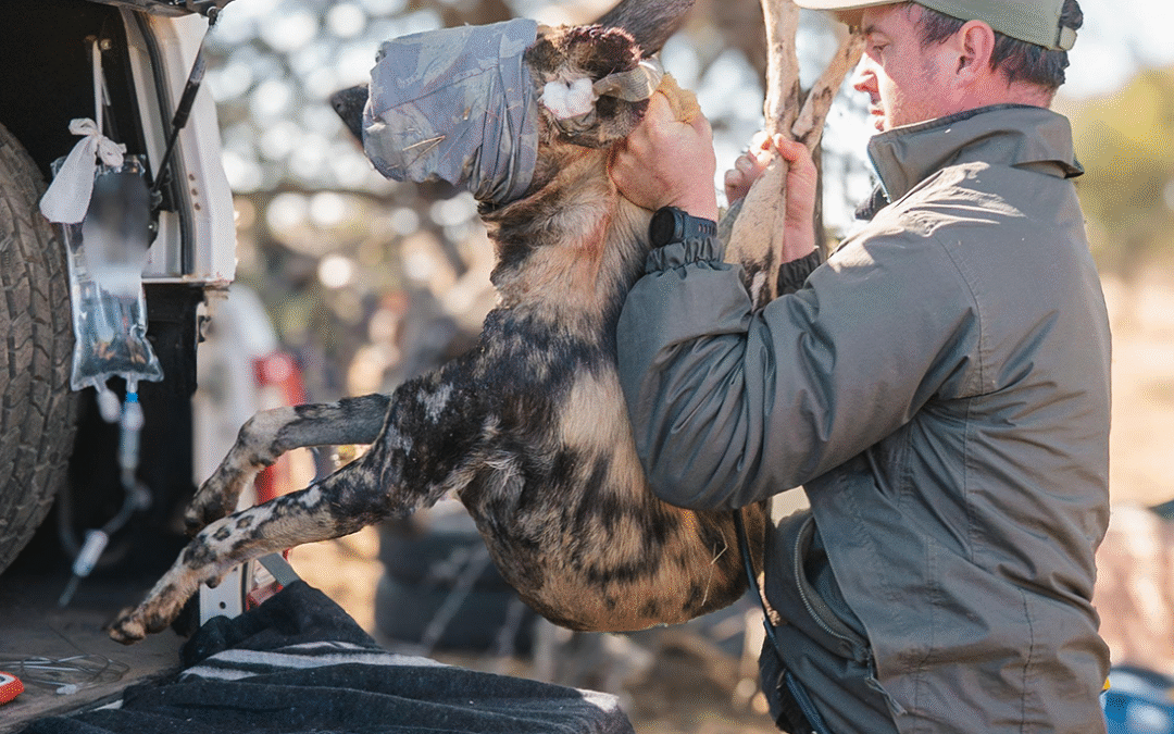 An African Wild Dog rescue mission that ignited Wild Dog Conservation in Namibia.