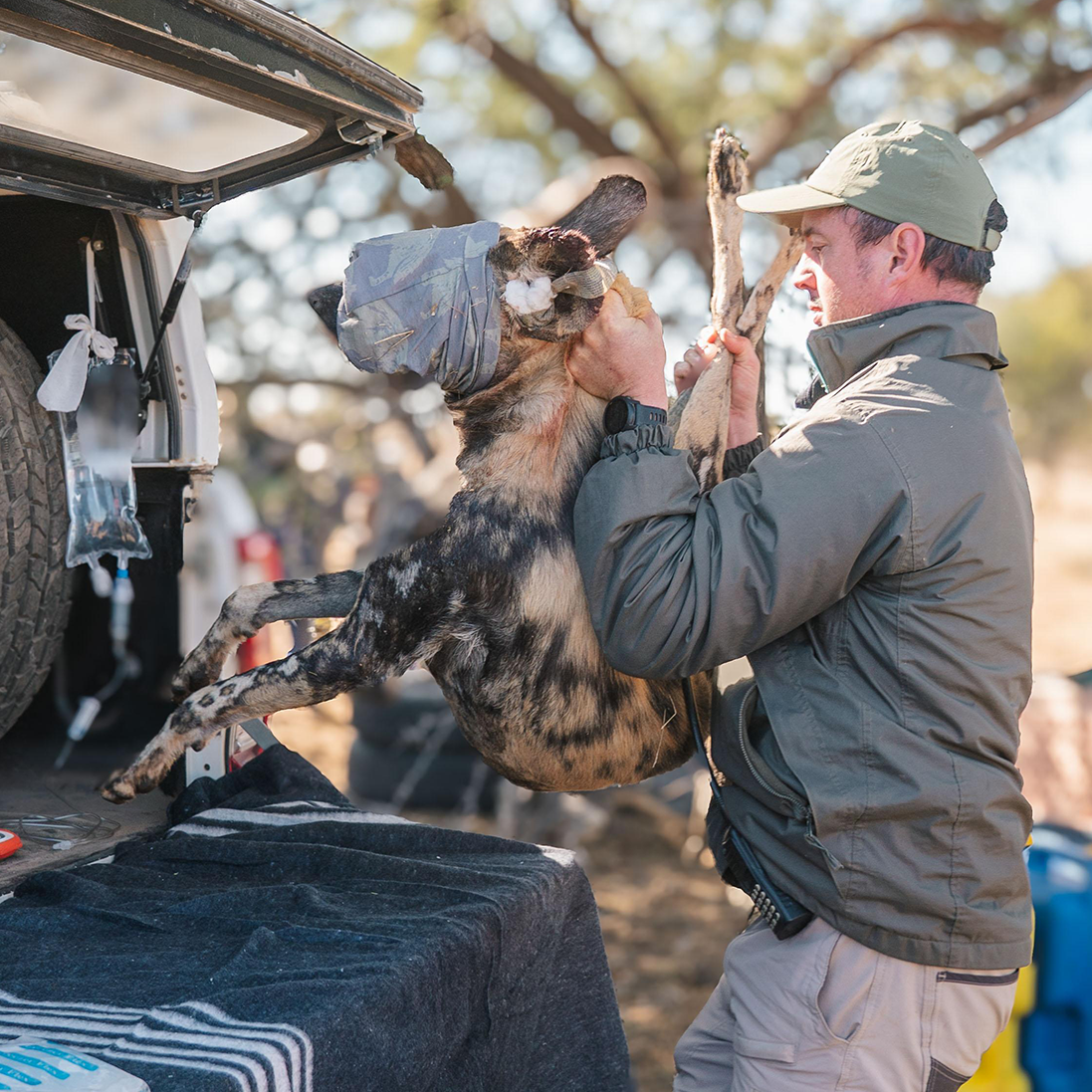 An African Wild Dog rescue mission that ignited Wild Dog Conservation in Namibia.