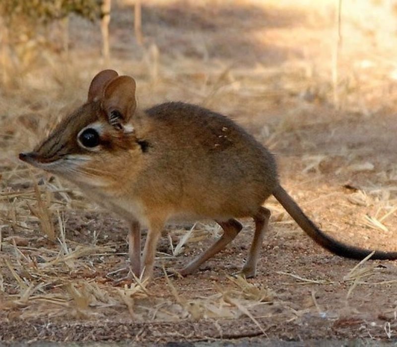 Bushveld elephant shrews Elephantulus intufi occur on Kalahari sands