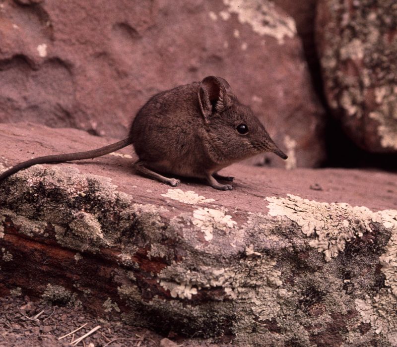 Bushveld elephant shrews Elephantulus intufi occur on Kalahari sands
