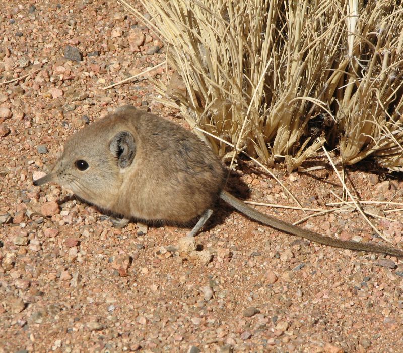 Bushveld elephant shrews Elephantulus intufi occur on Kalahari sands