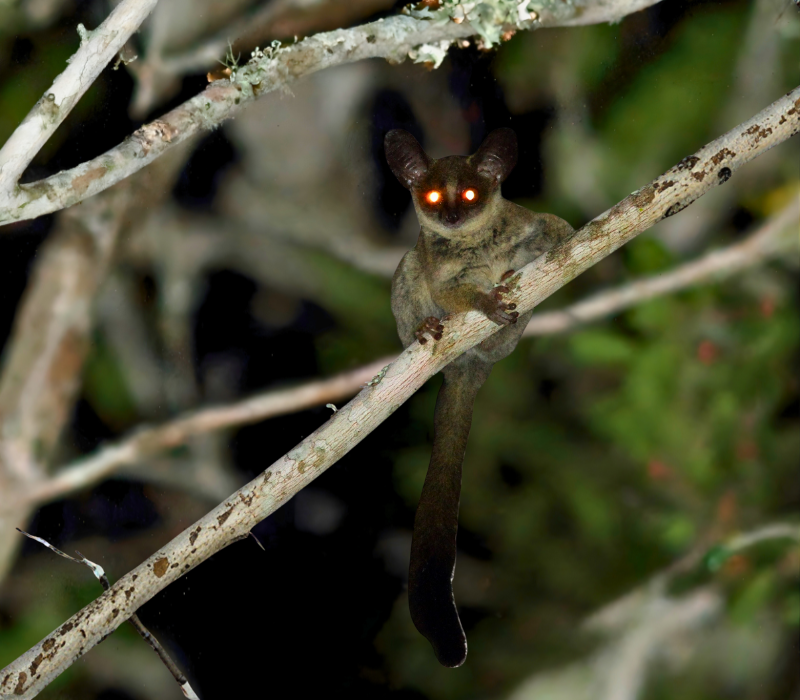 Bushveld elephant shrews Elephantulus intufi occur on Kalahari sands