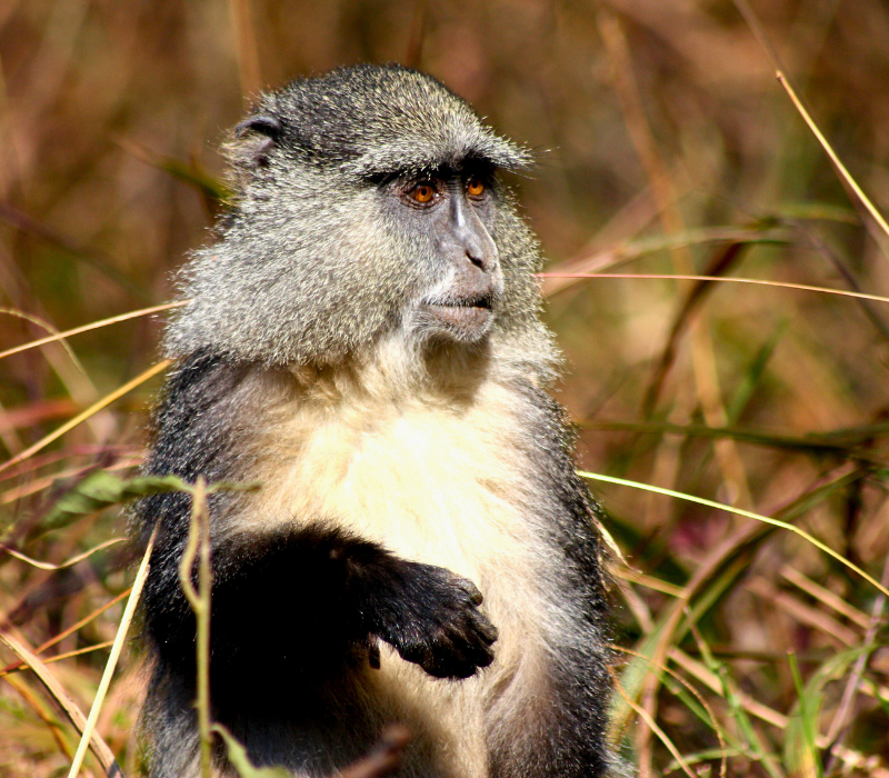 Bushveld elephant shrews Elephantulus intufi occur on Kalahari sands