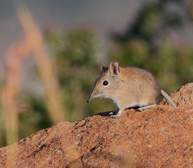 Bushveld elephant shrews Elephantulus intufi occur on Kalahari sands