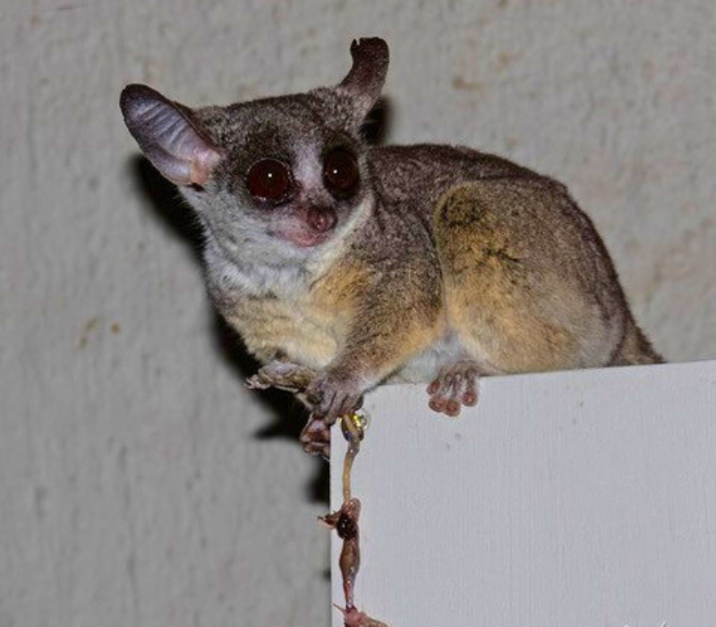 Bushveld elephant shrews Elephantulus intufi occur on Kalahari sands