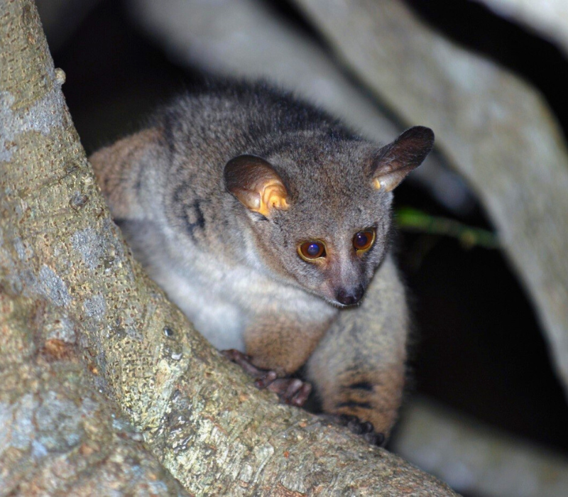 Bushveld elephant shrews Elephantulus intufi occur on Kalahari sands