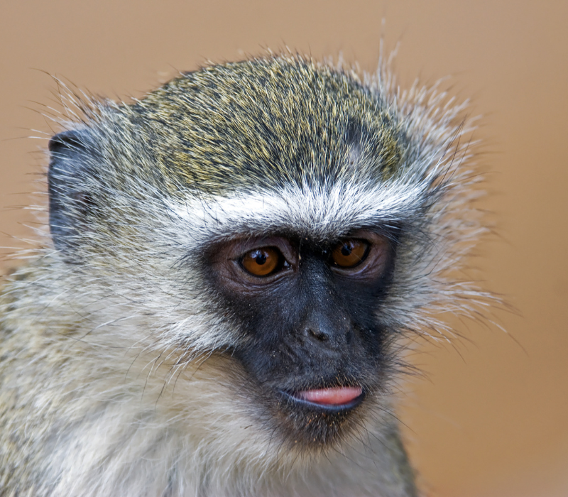 Bushveld elephant shrews Elephantulus intufi occur on Kalahari sands