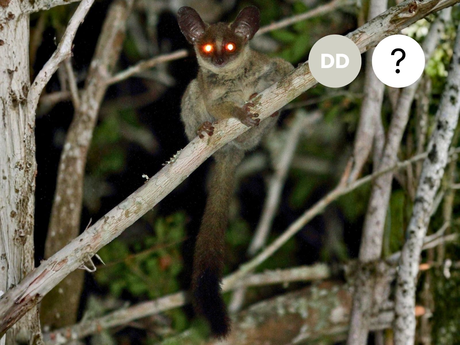 Mozambique Dwarf Galago