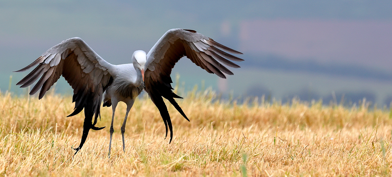 Blue Cranes in Western Cape farmlands as part of conservation efforts