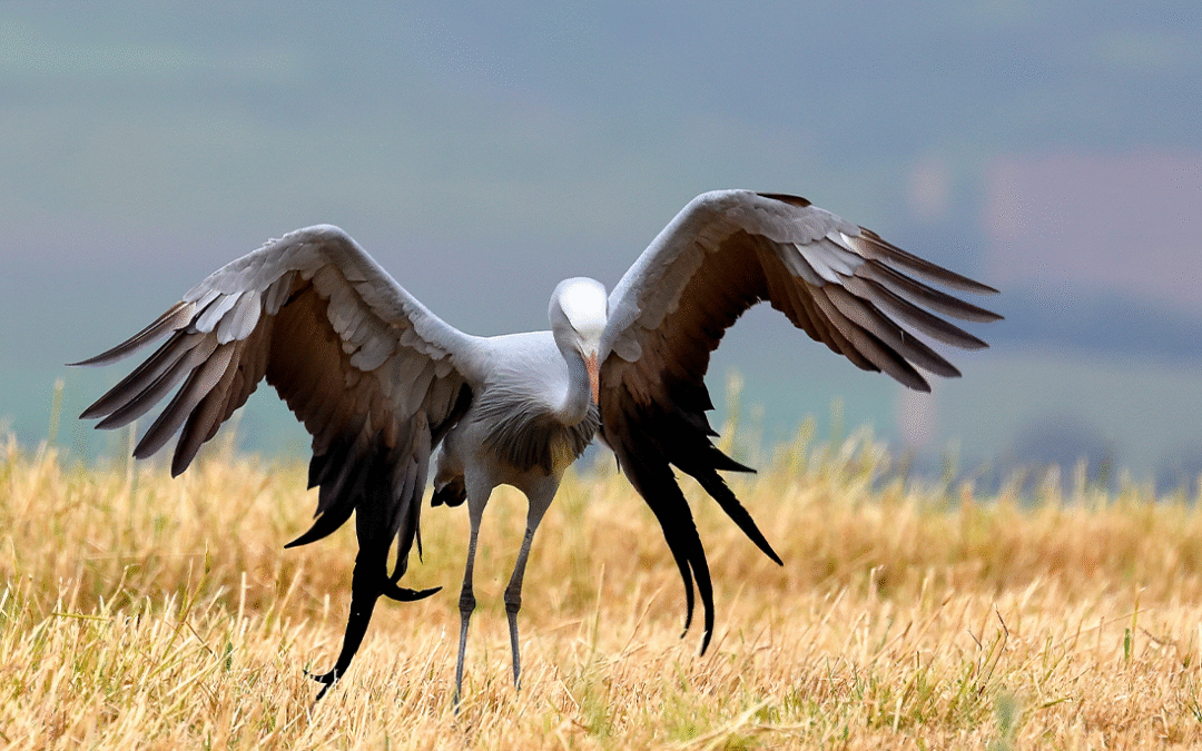 Blue Crane Conservation: Protecting South Africa’s National Bird