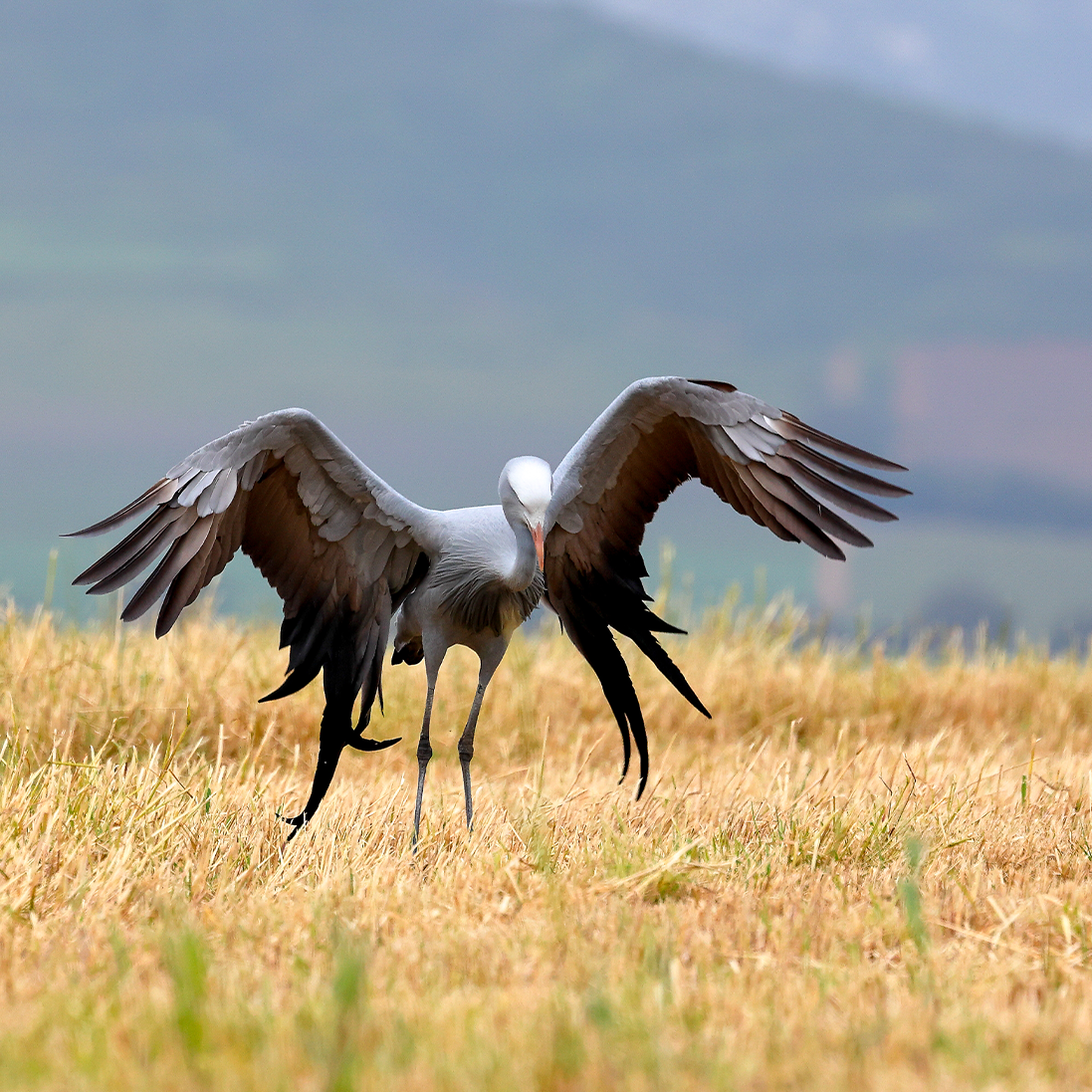 Blue Crane Conservation: Protecting South Africa’s National Bird