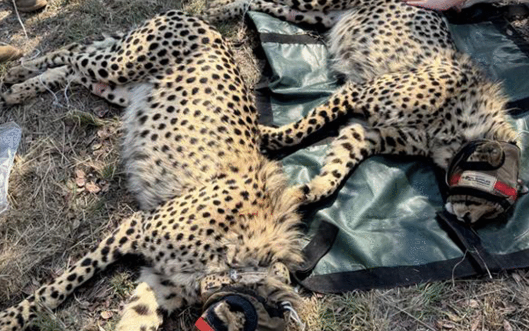 A quick Cheetah relocation becomes an all-day exercise