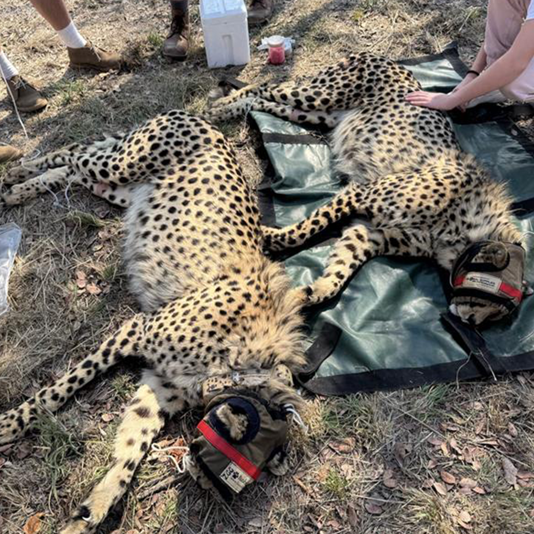 A quick Cheetah relocation becomes an all-day exercise