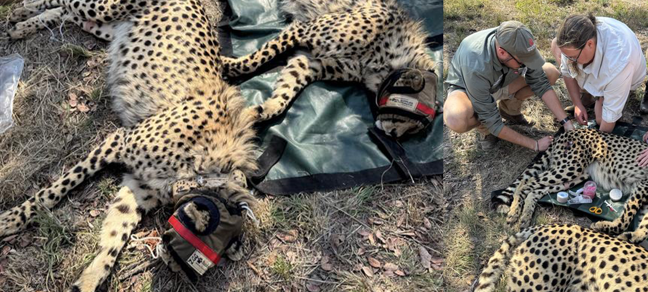 Cheetahs being relocated to Mabula Game Reserve