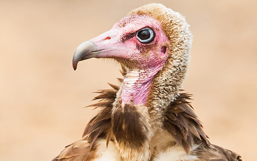 Hooded Vulture Conservation in Benin: New Study on Local Perceptions