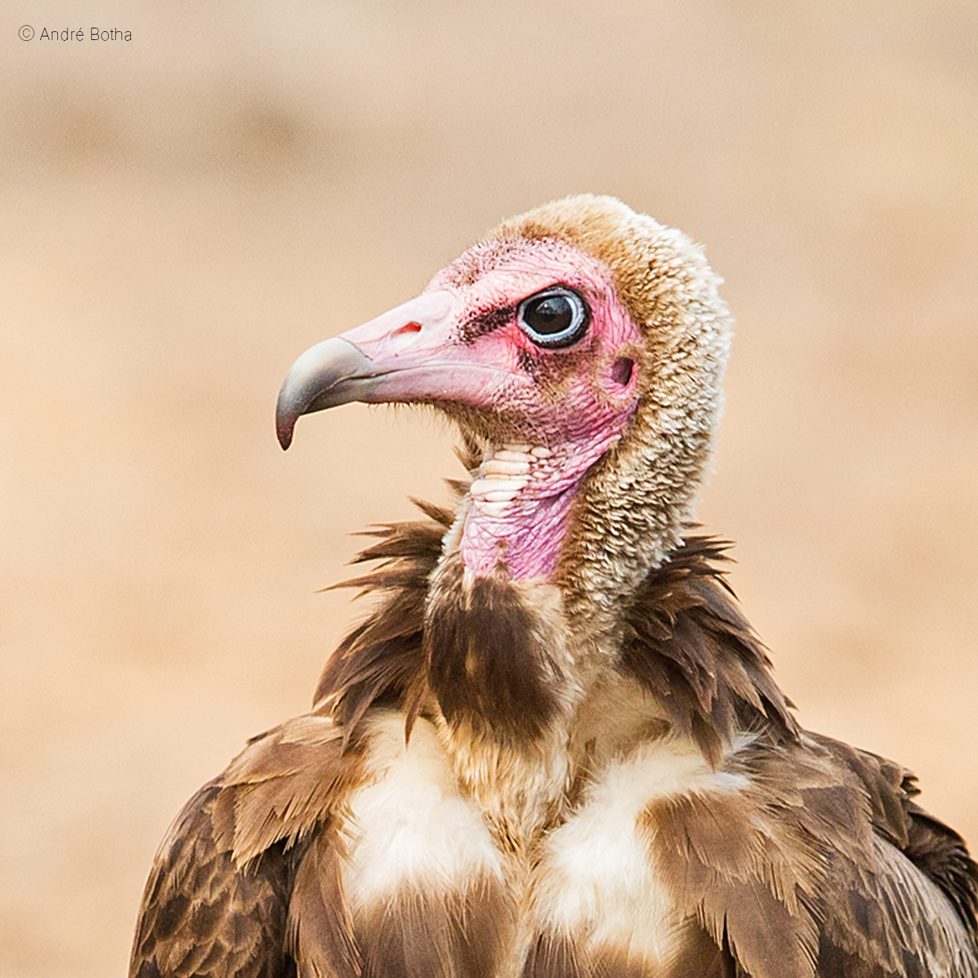 Hooded Vulture Conservation in Benin: New Study on Local Perceptions