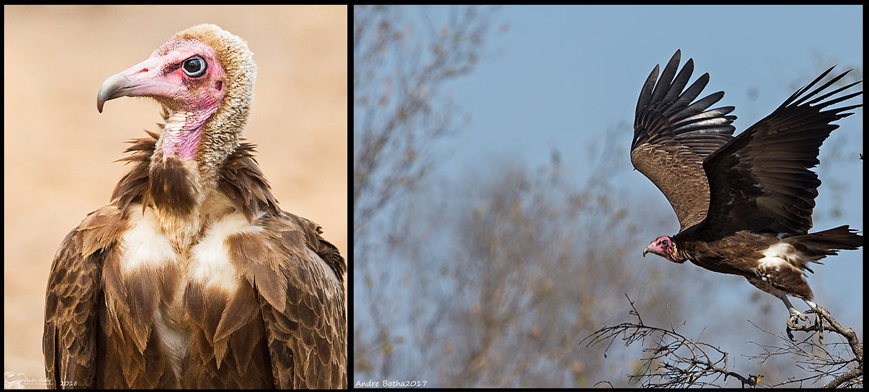 Hooded Vulture perched on a branch in Benin, West Africa