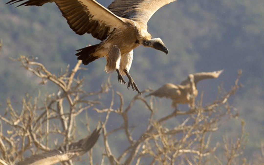 IVAD 2025: Protecting Vultures, Nature’s Clean-Up Crew
