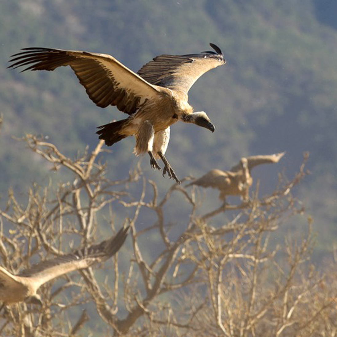 IVAD 2025: Protecting Vultures, Nature’s Clean-Up Crew
