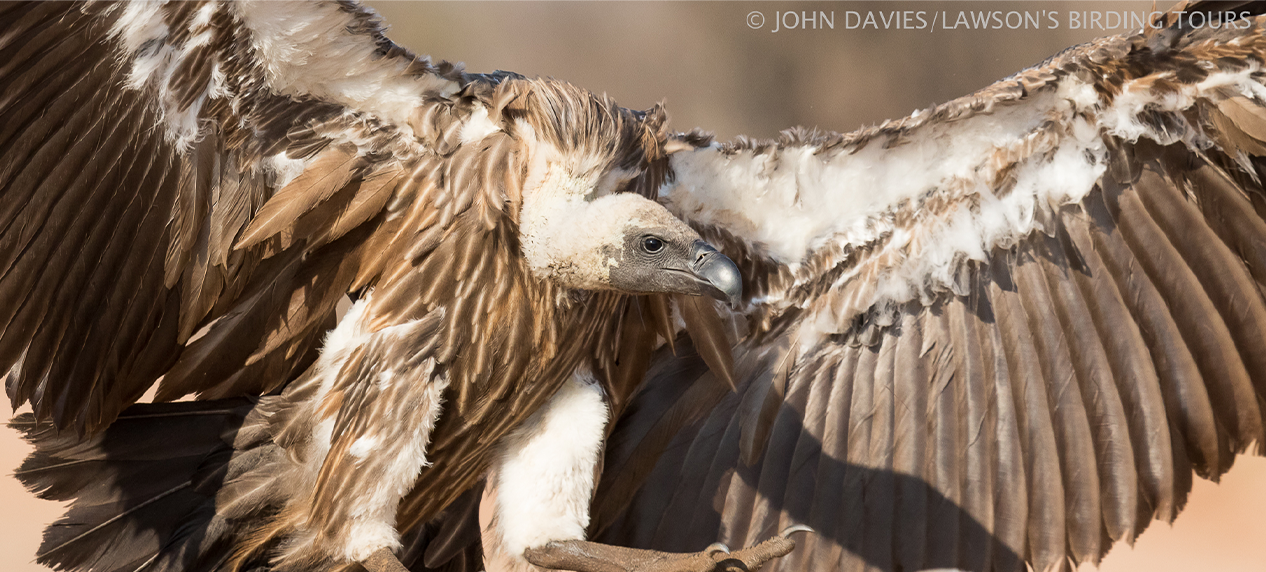 Vulture in flight over African savannah