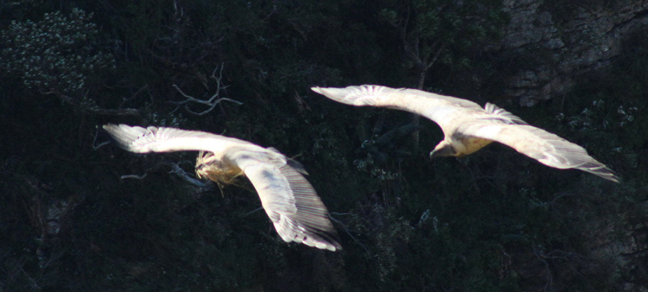 Cape Vultures soaring at Msikaba Vulture Colony in the Eastern Cape