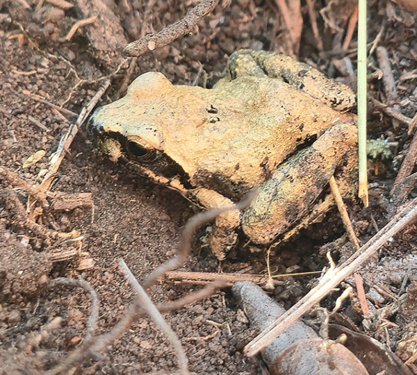 Small frog perched near marshy area on the Old Salt Trail Soutpansberg