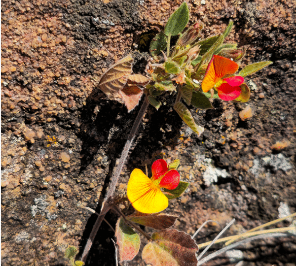 Wildflowers blooming along the Old Salt Trail Soutpansberg