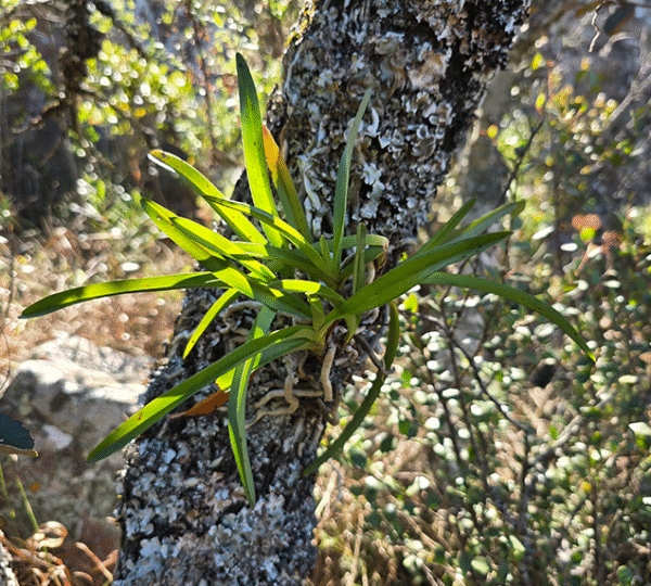 Native orchid flowering in the Soutpansberg on the Old Salt Trail