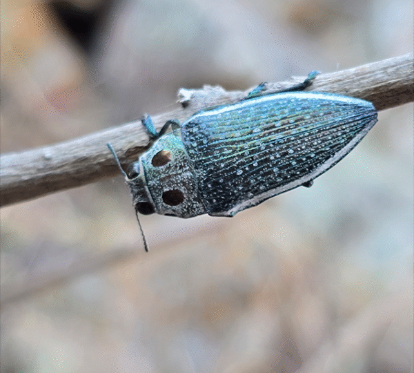 Colourful beetle crawling on vegetation along the Old Salt Trail Soutpansberg