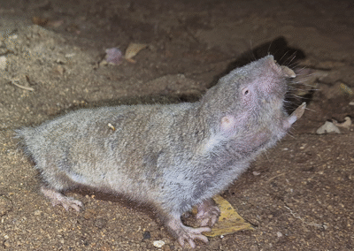 Mashona Mole-rat during Mozambique BioBlitz survey