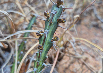 population of Striped Green Spurge (Euphorbia knuthii) which indicates a range extension