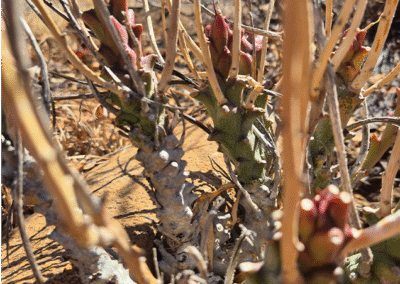 first occurrence of the Brandberg Euphorbia (Euphorbia monteiroi) in Mozambique