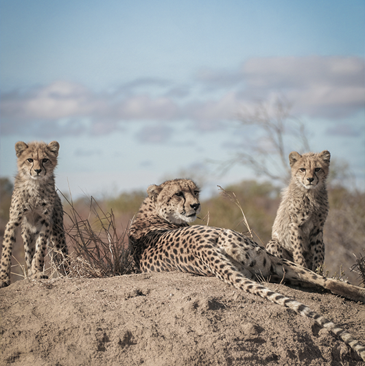 Cheetah in the wild — supported by legacy gifts and bequests to the Endangered Wildlife Trust during Wills Week South Africa.
