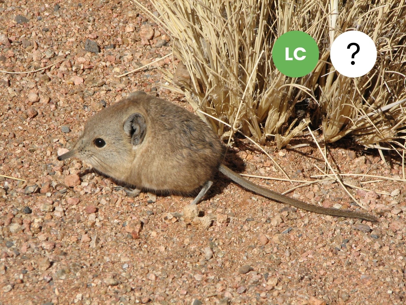 Karoo Round-eared Sengi