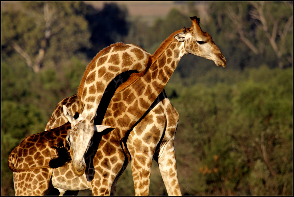 Bushveld elephant shrews Elephantulus intufi occur on Kalahari sands