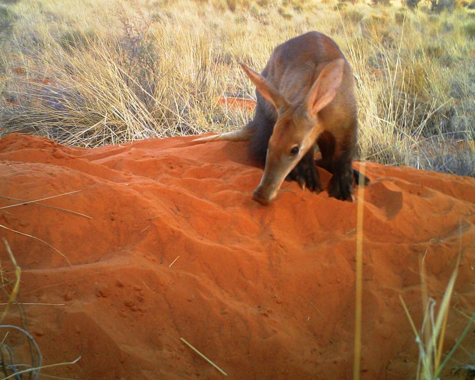 Bushveld elephant shrews Elephantulus intufi occur on Kalahari sands