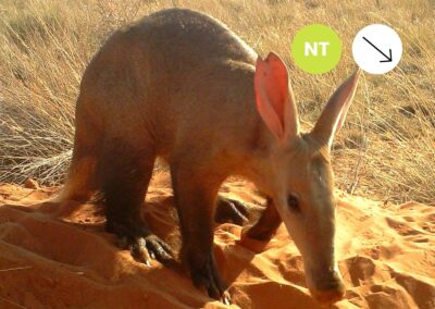 Protected: Aardvark