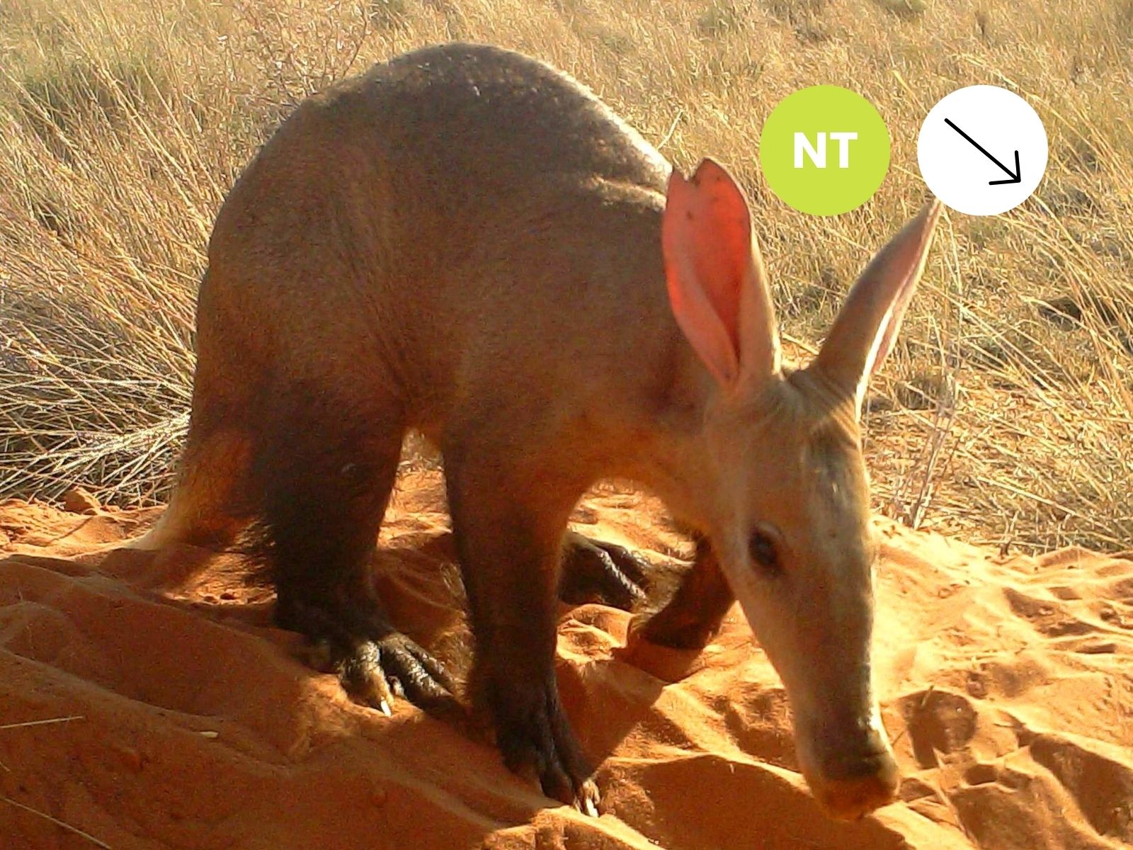 Protected: Aardvark