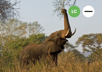 Protected: African Savanna Elephant