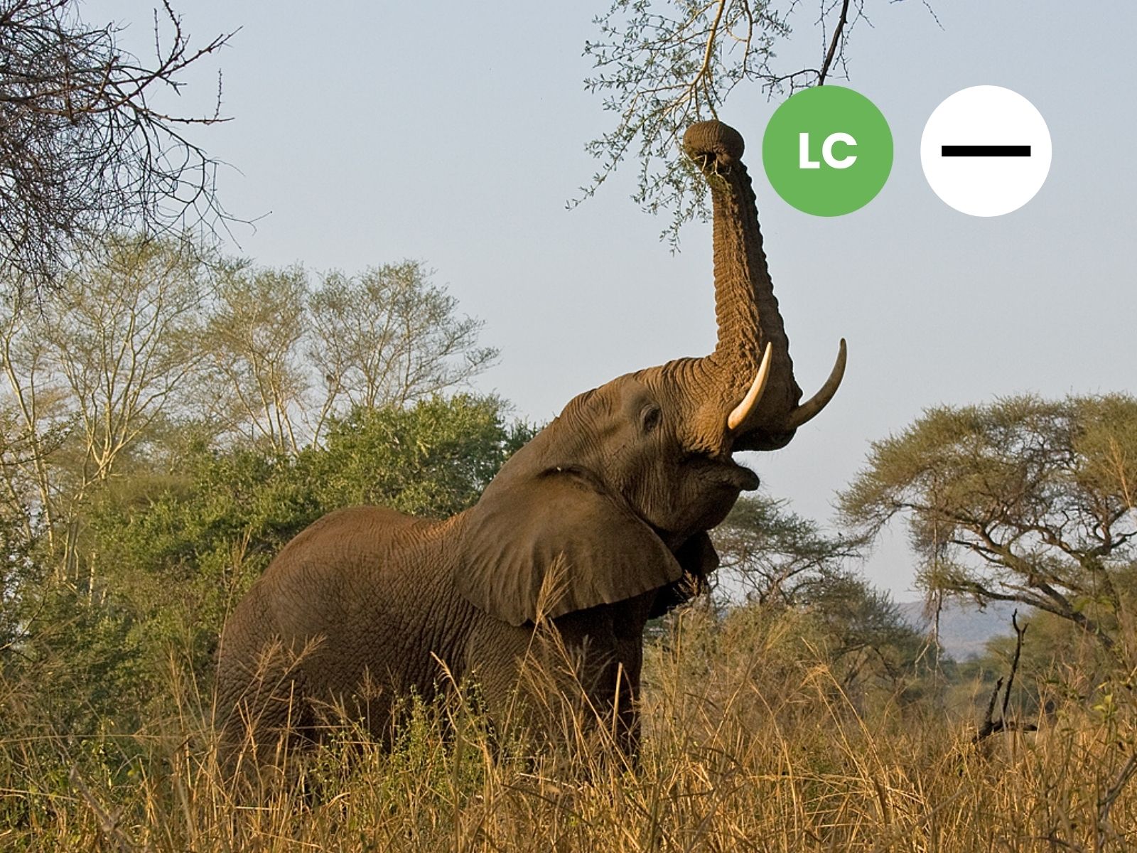 Protected: African Savanna Elephant