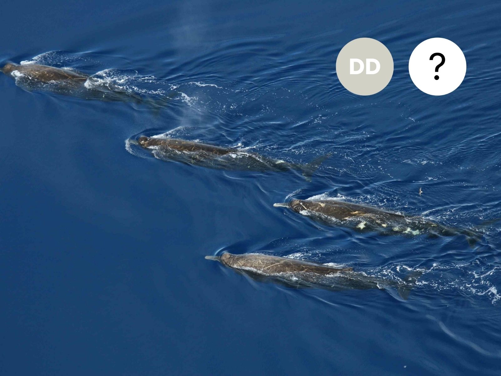 Arnoux’s Beaked Whale