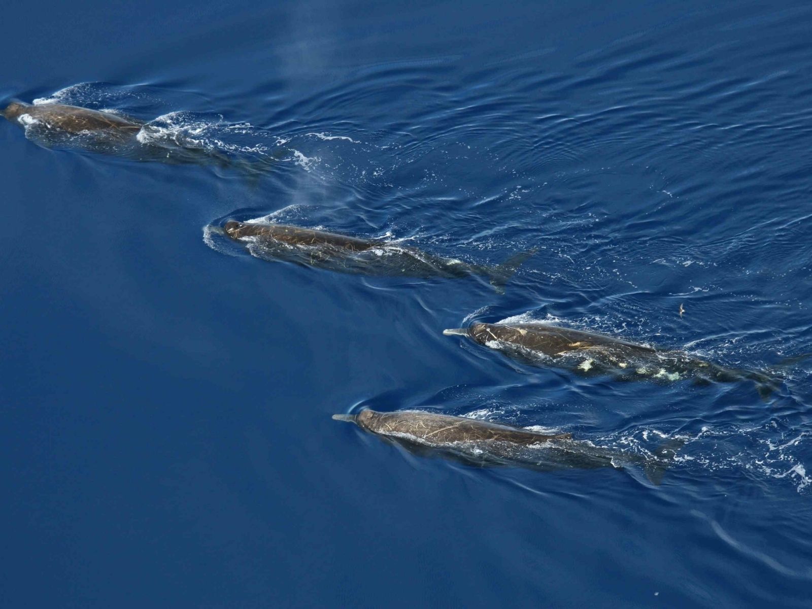 Bushveld elephant shrews Elephantulus intufi occur on Kalahari sands