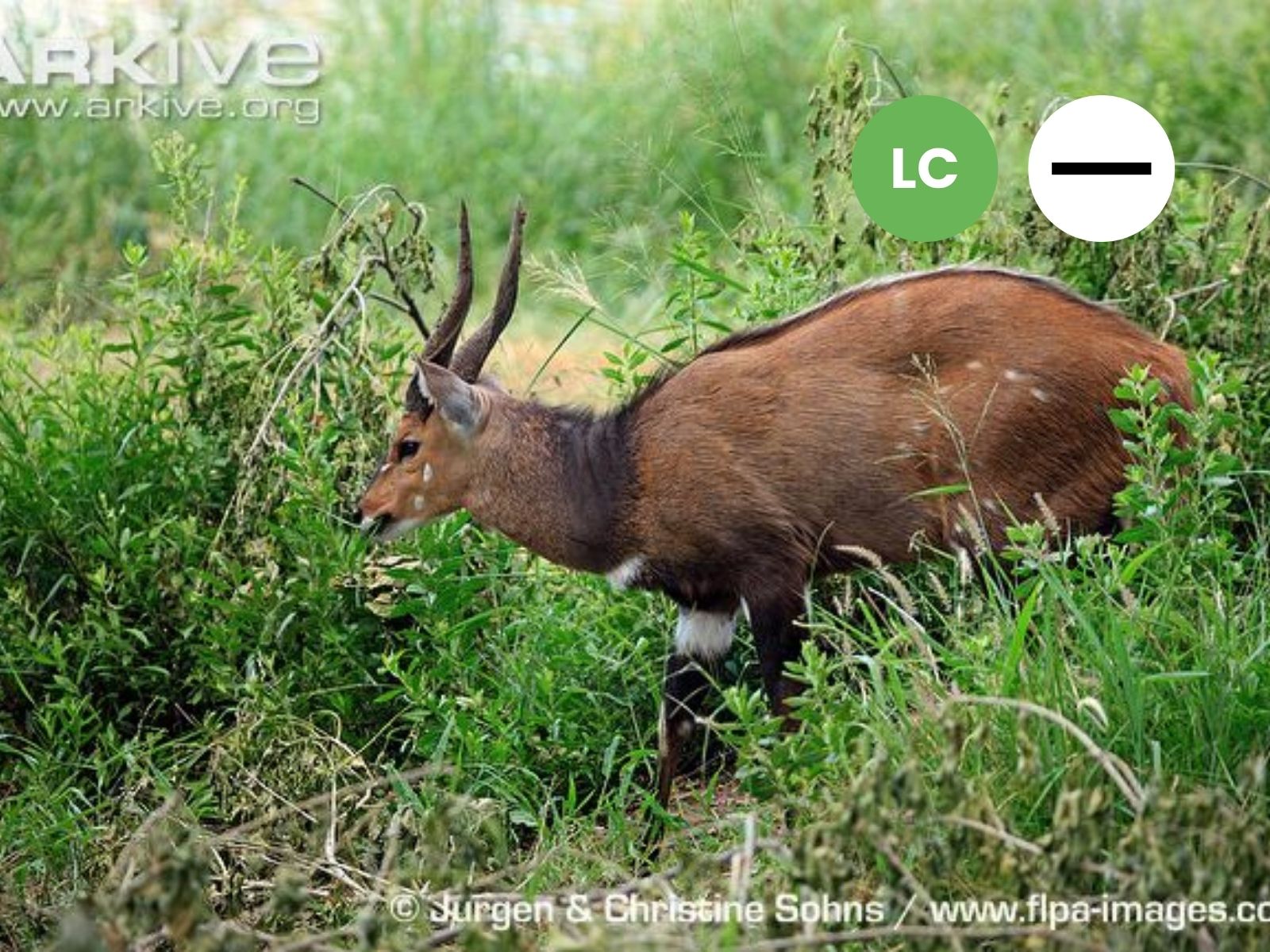 Southern Bushbuck