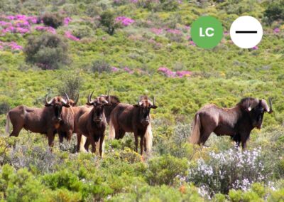 Protected: Black Wildebeest